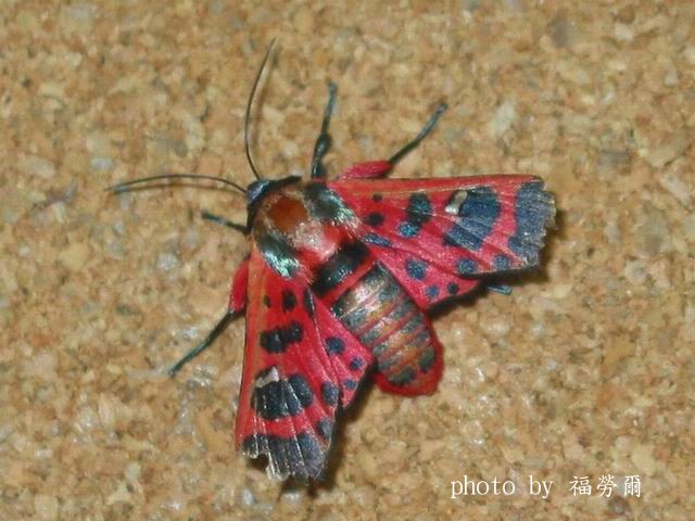 按此在新視窗瀏覽圖片