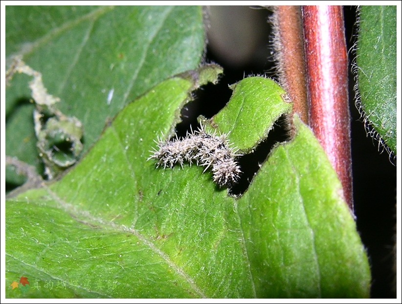 按此在新視窗瀏覽圖片