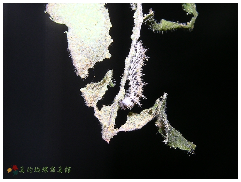 按此在新視窗瀏覽圖片