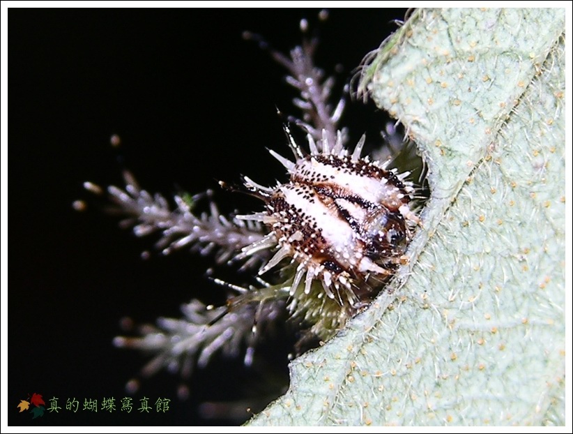 按此在新視窗瀏覽圖片