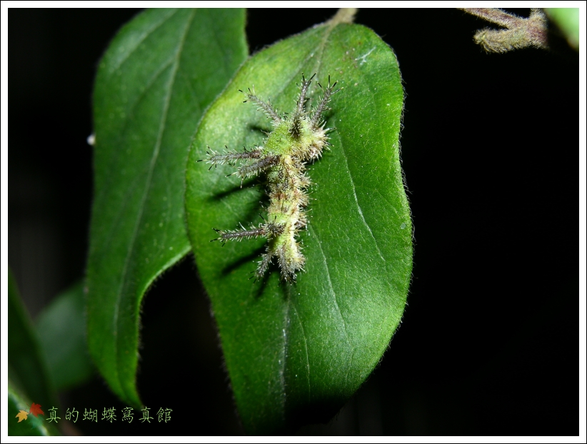 按此在新視窗瀏覽圖片