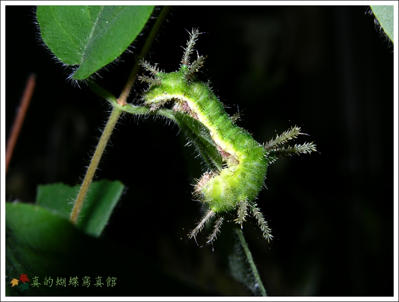 按此在新視窗瀏覽圖片