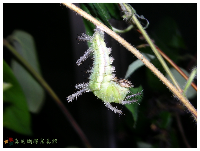 按此在新視窗瀏覽圖片