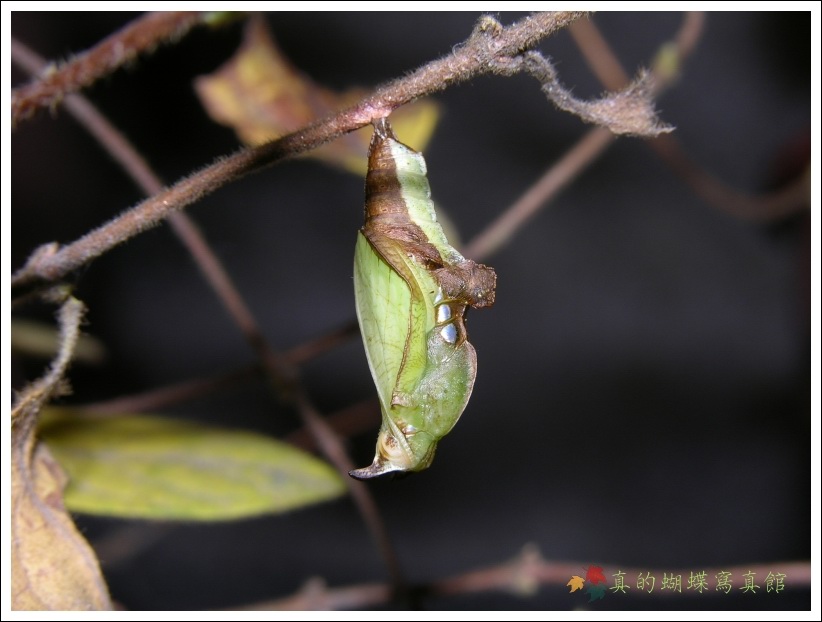 按此在新視窗瀏覽圖片