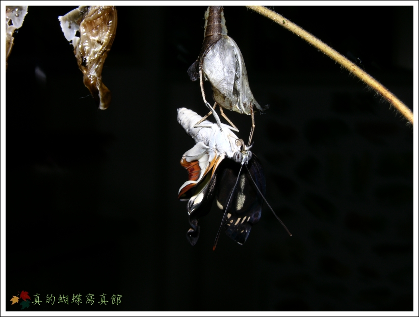 按此在新視窗瀏覽圖片