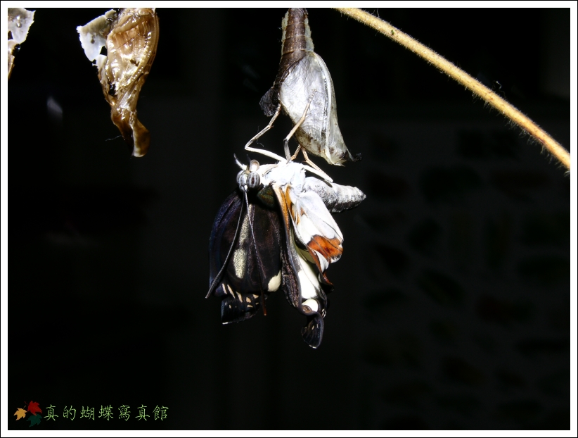 按此在新視窗瀏覽圖片