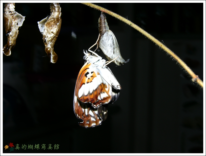 按此在新視窗瀏覽圖片