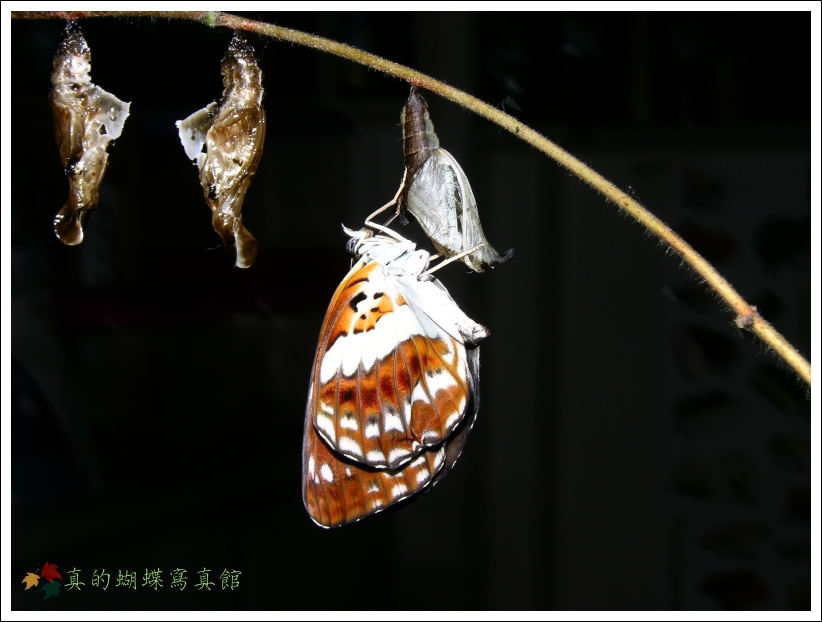 按此在新視窗瀏覽圖片