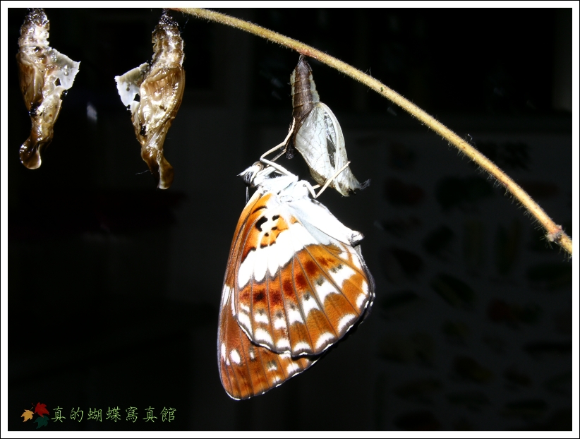 按此在新視窗瀏覽圖片