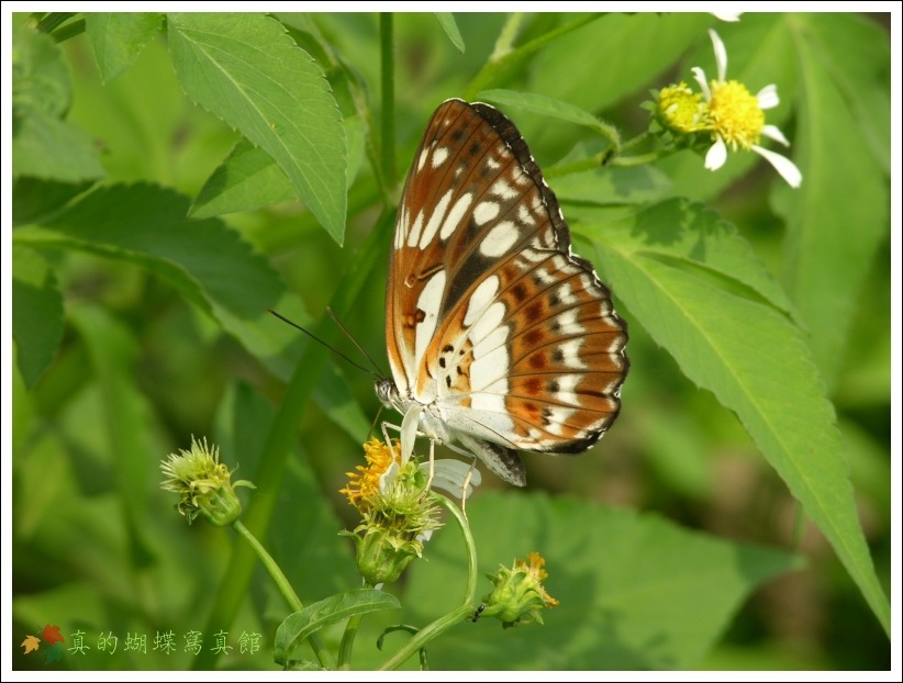 按此在新視窗瀏覽圖片