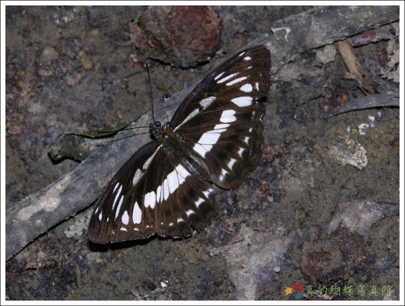 按此在新視窗瀏覽圖片