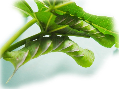 按此在新視窗瀏覽圖片