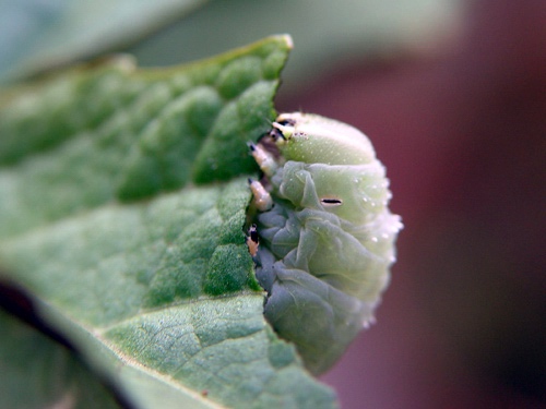 按此在新視窗瀏覽圖片