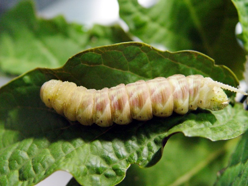 按此在新視窗瀏覽圖片