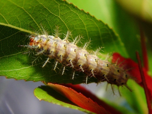 按此在新視窗瀏覽圖片