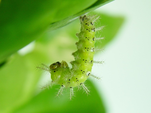 按此在新視窗瀏覽圖片