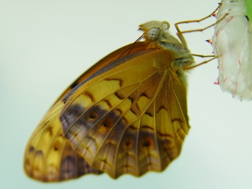 按此在新視窗瀏覽圖片