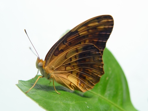 按此在新視窗瀏覽圖片