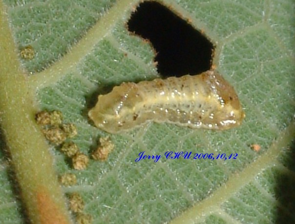 按此在新視窗瀏覽圖片