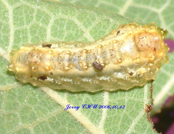 按此在新視窗瀏覽圖片