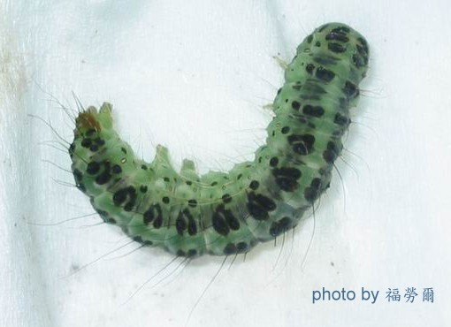 按此在新視窗瀏覽圖片