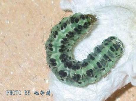 按此在新視窗瀏覽圖片