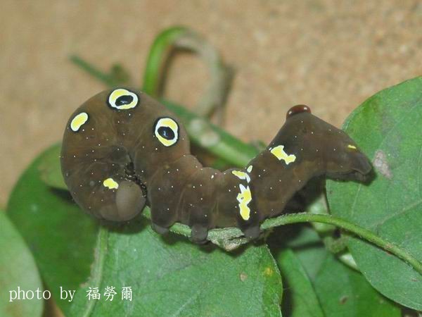 按此在新視窗瀏覽圖片