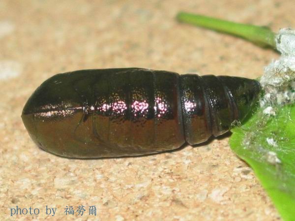 按此在新視窗瀏覽圖片