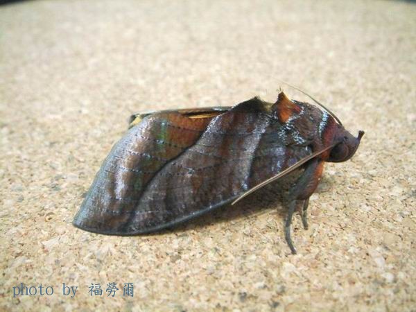 按此在新視窗瀏覽圖片