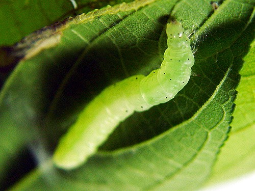 按此在新視窗瀏覽圖片