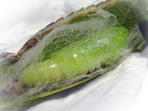 按此在新視窗瀏覽圖片