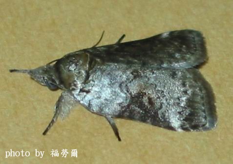 按此在新視窗瀏覽圖片