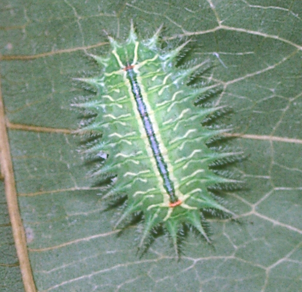 «ö¦¹¦b·sµøµ¡ÂsÄý¹Ï¤ù