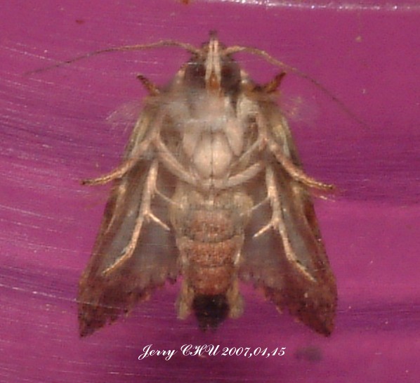 按此在新視窗瀏覽圖片