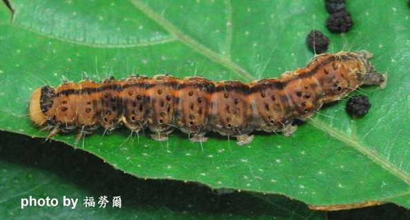 按此在新視窗瀏覽圖片