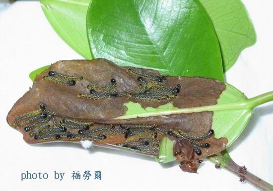 按此在新視窗瀏覽圖片