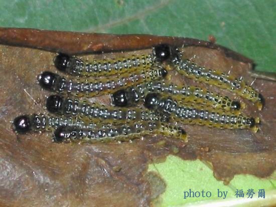 按此在新視窗瀏覽圖片