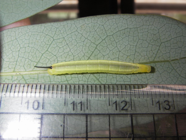 按此在新視窗瀏覽圖片