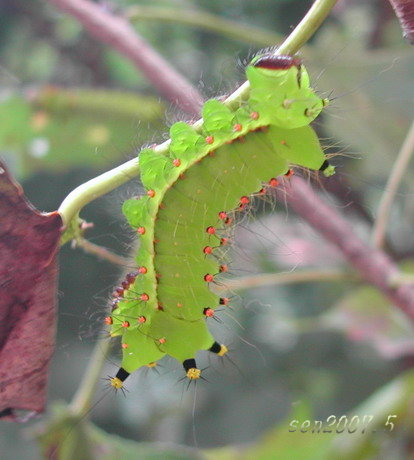 按此在新視窗瀏覽圖片