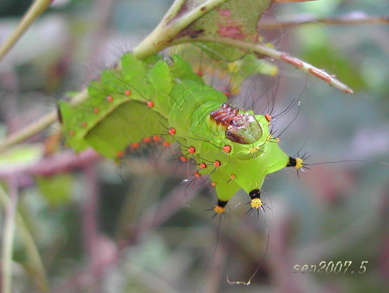 按此在新視窗瀏覽圖片