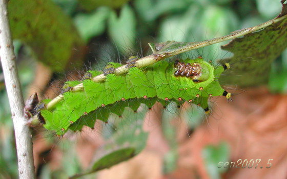 按此在新視窗瀏覽圖片