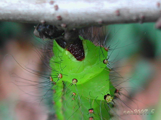 按此在新視窗瀏覽圖片
