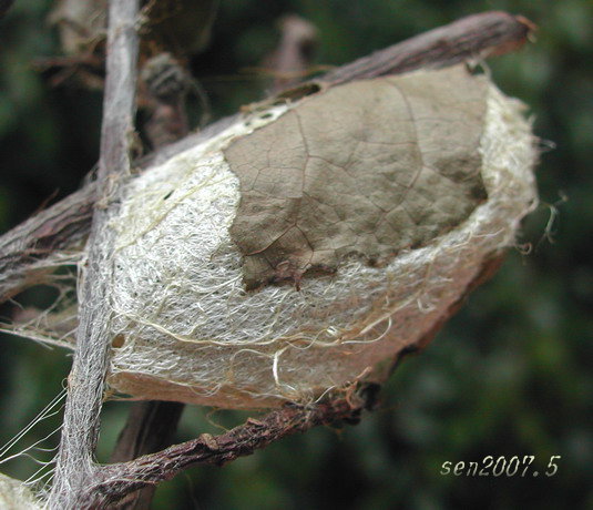 按此在新視窗瀏覽圖片