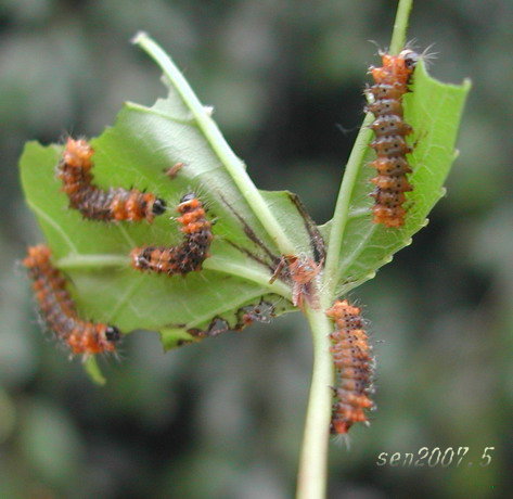 按此在新視窗瀏覽圖片
