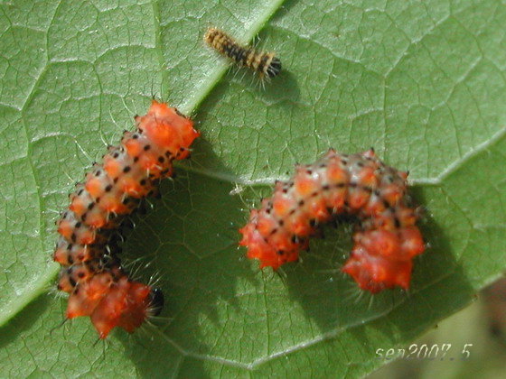 按此在新視窗瀏覽圖片