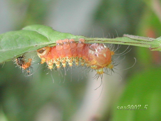 按此在新視窗瀏覽圖片