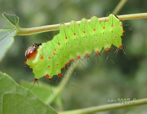 按此在新視窗瀏覽圖片