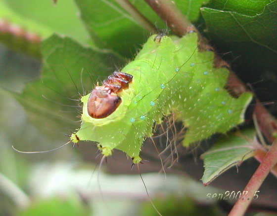 按此在新視窗瀏覽圖片