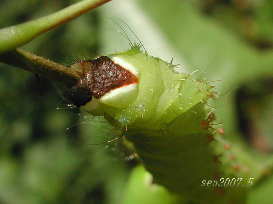 按此在新視窗瀏覽圖片