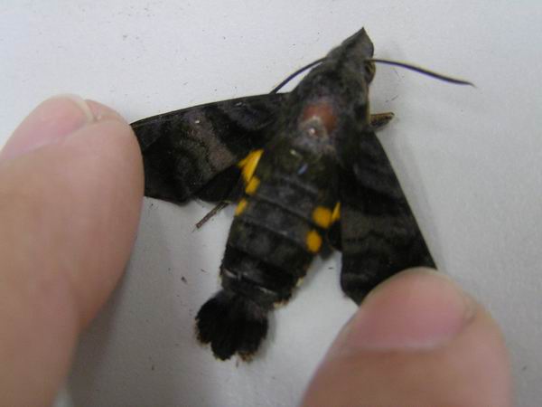 按此在新視窗瀏覽圖片